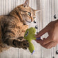 🐱🌿 Imádnivaló macskagyökéres plüss játék – Rágó és csapkodó, amely garantáltan lefoglalja a cicádat 😻
